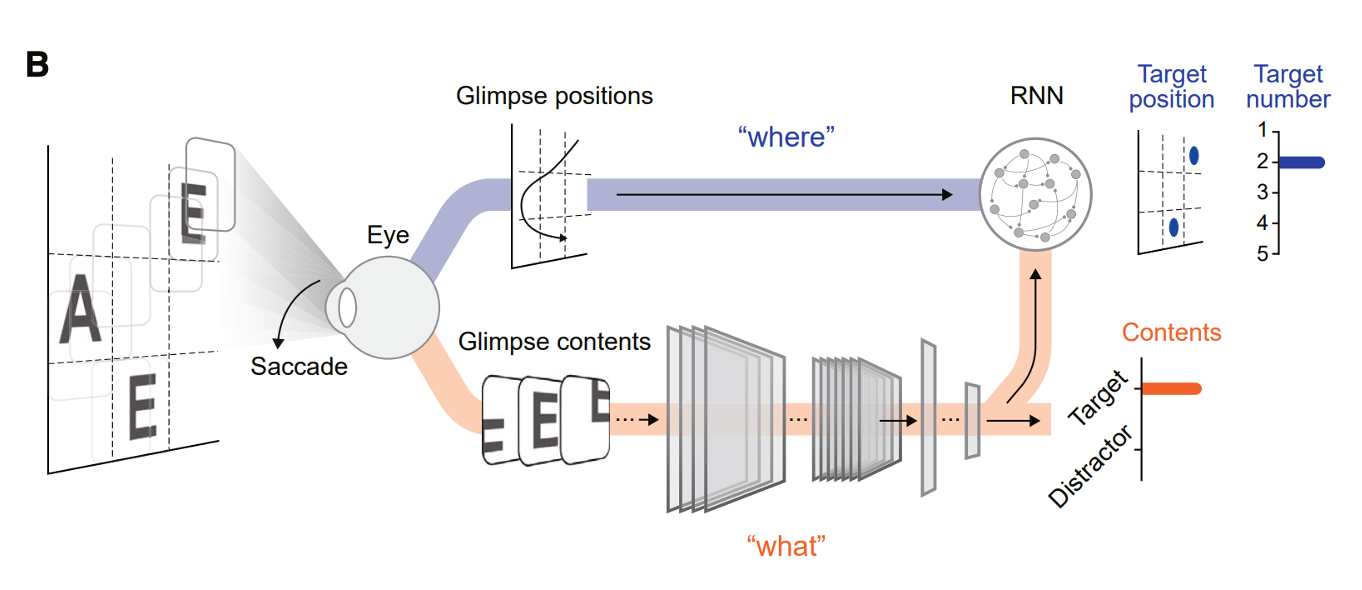 Diagram of the dual-stream neural network model, combining glimpse contents ('what') and glimpse positions ('where')